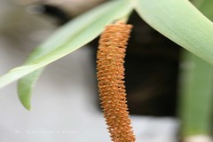 Oberonia chandrasekharanii